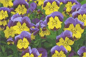 image of Bed Of Pansies