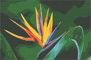 image of Bird Of Paradise