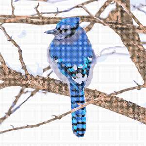 image of Bluejay In The Snow