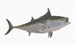 A mackerel-like fish