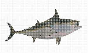 image of Bonito Fish 