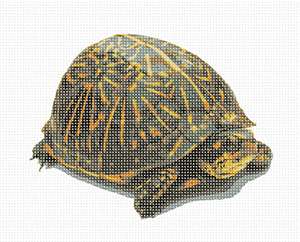 image of Box Turtle