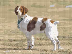 image of Brittany Spaniel