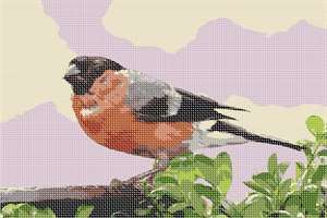 image of Bullfinch Pyrrhula Bird 