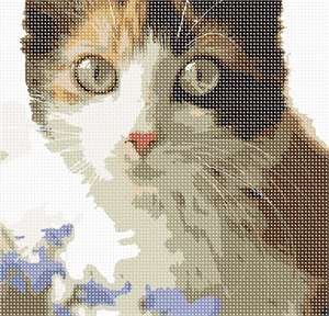 image of Calico Cat