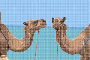image of Camels
