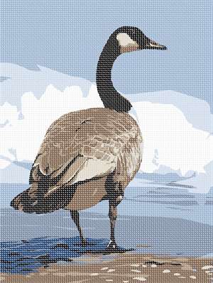 image of Canada Goose