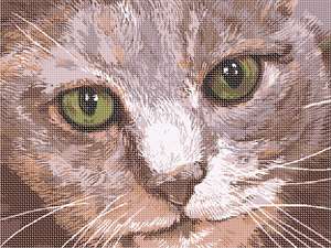 image of Cat Closeup 2