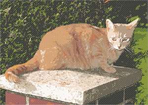 image of Cat In Garden
