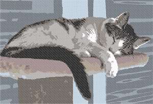 image of Cat Nap 2