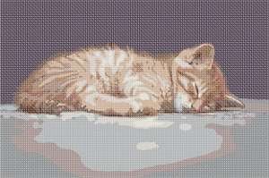 image of Cat Nap