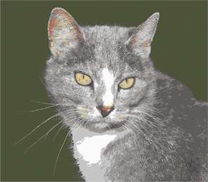 image of Cat With Whiskers