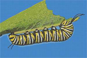 image of Caterpillar 