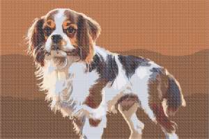 image of Cavalier King Charles Spaniel