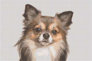 image of Chihuahua 