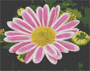 image of Chrysanthemum