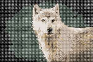 image of Coastal Wolf