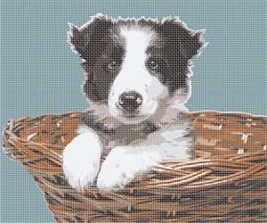 image of Collie In Basket