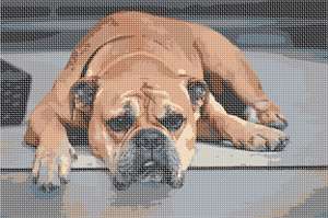 image of Continental Bulldog