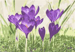 image of Crocuses Emerging