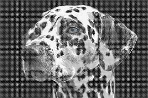 image of Dalmation Face