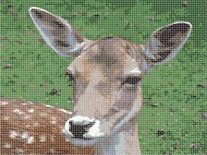 image of Deer Close Up