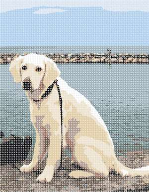 image of Dog At River