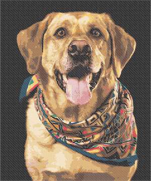 image of Dog With Shawl