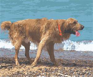 image of Dogs At The Ocean