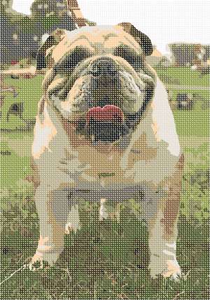 image of English Bulldog