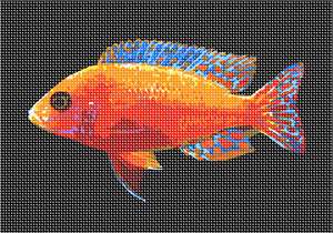 image of Fairy Wrasse Fish