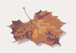image of Fallen Leaf