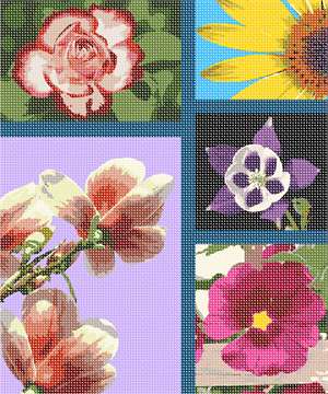 A collage of our favorite flowers bursting with color.