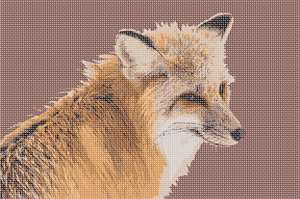 image of Fox