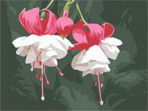 image of Fuchsia