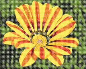 image of Gazania 