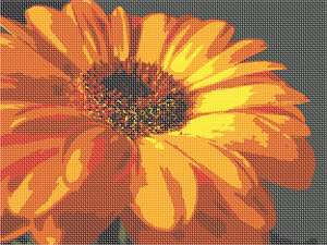 image of Gerber Daisy