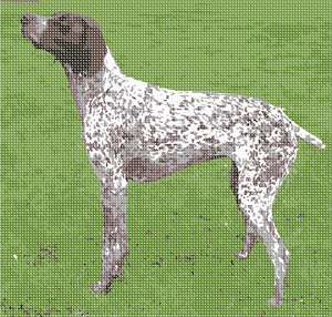 image of German Shorthaired Pointer