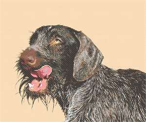 image of German Wirehaired Pointer