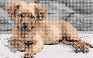 image of Golden Retriever Puppy