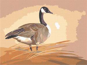 A fine specimen of Canadian Goose, contemplating its surroundings.