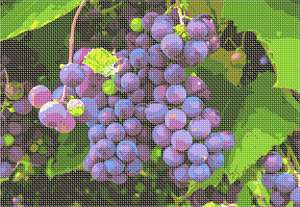 image of Grapes In Vineyard