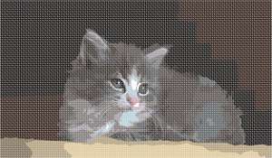 image of Grey Cat