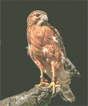 image of Hawk