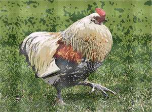 image of Hen
