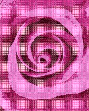 image of Hot Pink Rose