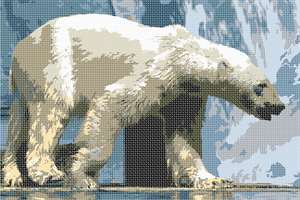 image of Hungry Polar Bear
