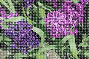 image of Hyacinth