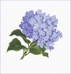 image of Hydrangea Bunch