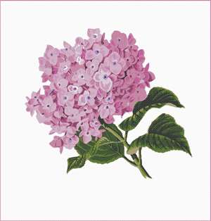 image of Hydrangea Pair